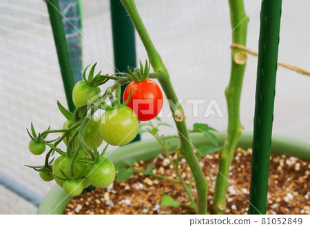 Mini Tomato Petit Tomato Mini Tomato Petit Tomato 81052849