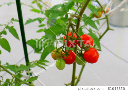 Mini Tomato Petit Tomato Mini Tomato Petit Tomato 81052850