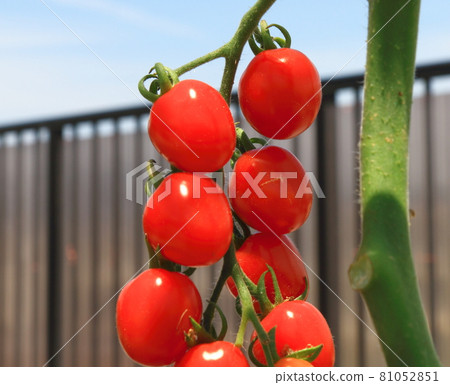 Mini Tomato Petit Tomato Mini Tomato Petit Tomato 81052851