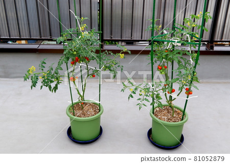 Mini Tomato Petit Tomato Mini Tomato Petit Tomato 81052879