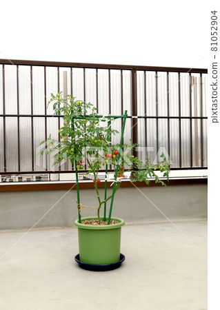 Mini Tomato Petit Tomato Mini Tomato Petit Tomato 81052904