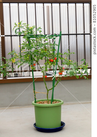 Mini Tomato Petit Tomato Mini Tomato Petit Tomato 81052905