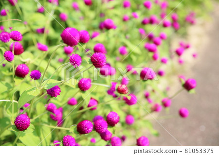 Sennichikou flower 81053375