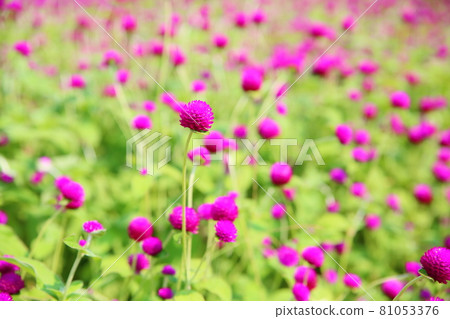 Sennichikou flower 81053376