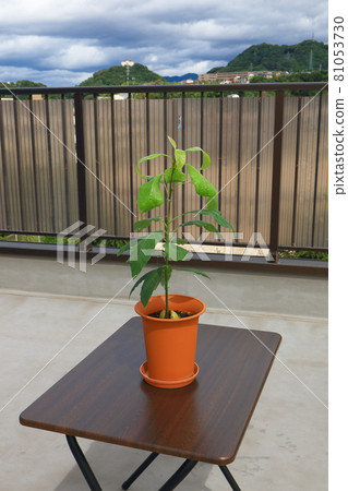 Avocado sprout Avocado sprout 81053730