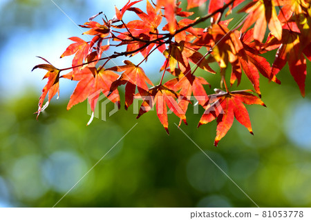 Maple leaves in red 81053778