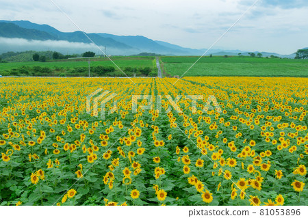 Sunflower field in Manno Town Nakayama Sunflower Complex 81053896