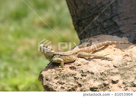 Green lizard sunbathing in the morning. High quality photo Green lizard sunbathing in the morning. High quality photo 81053904