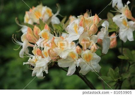 Rhododendron White flowers with yellow centers Spring Garden Flowers Macro . High quality photo Rhododendron White flowers with yellow centers Spring Garden Flowers Macro . High quality photo 81053905