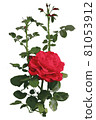 Red garden rose. Vector illustration. Vector illustration 81053912