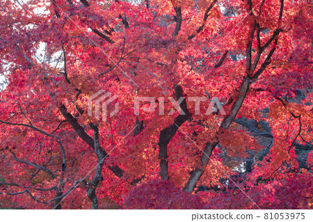 Autumn leaves of maple 81053975