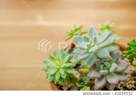 Tasteful wooden boards and potted succulents (background material) 81054532