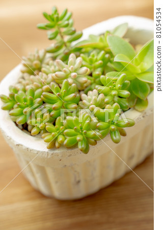 Tasteful wooden boards and potted succulents (background material) Tasteful wooden boards and potted succulents (background material) 81054534