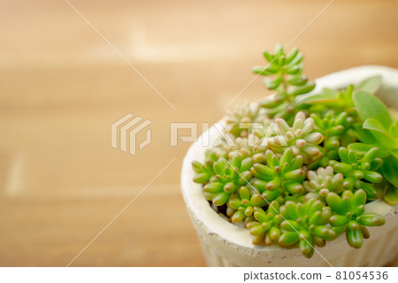 Tasteful wooden boards and potted succulents (background material) Tasteful wooden boards and potted succulents (background material) 81054536