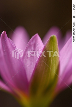 Purple lotus with water droplets close-up 81054584