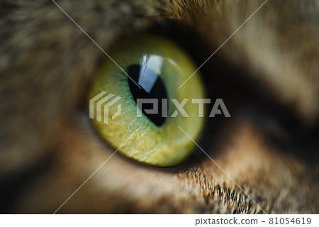 Cat eye tabby cat Cat eye tabby cat 81054619