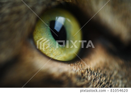 Cat eye tabby cat Cat eye tabby cat 81054620