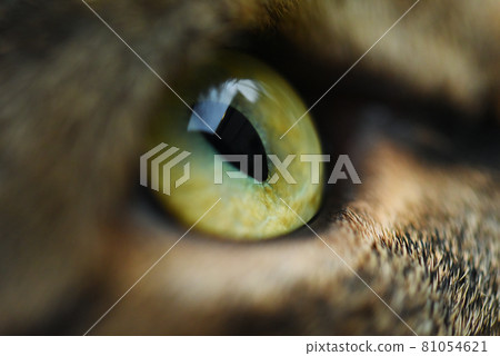 Cat eye tabby cat Cat eye tabby cat 81054621