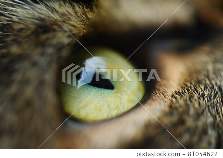 Cat eye tabby cat 81054622