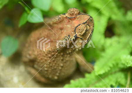 Headshot Portrait of a Common to, toad.blind ad Headshot Portrait of a Common to, toad.blind ad 81054623