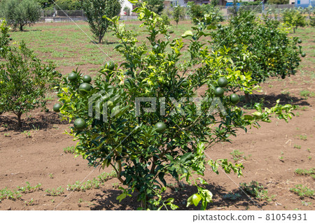 Kabosu tree 81054931