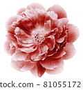 red  peony flower isolated on  a white  background with clipping path  no shadows. Closeup.  Nature. 81055172