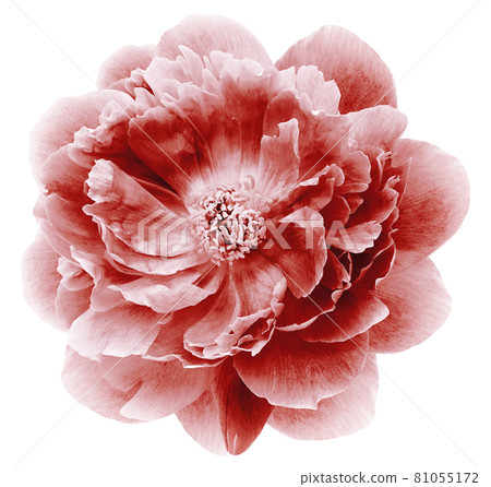 red  peony flower isolated on  a white  background with clipping path  no shadows. Closeup.  Nature. 81055172