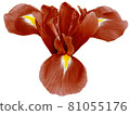 red iris flower, white isolated background.   Closeup.  no shadows.   For design.  Nature. 81055176