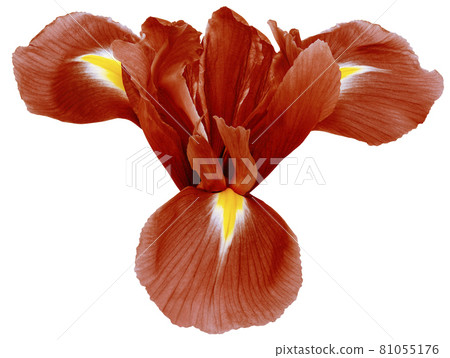 red iris flower, white isolated background.   Closeup.  no shadows.   For design.  Nature. 81055176
