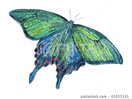 中國孔雀蝴蝶展翅的水彩插圖 81055181