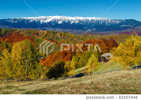 Autumn landscape with colorful deciduous forest and snowy mountains, Romania Autumn landscape with colorful deciduous forest and snowy mountains, Romania 81055448