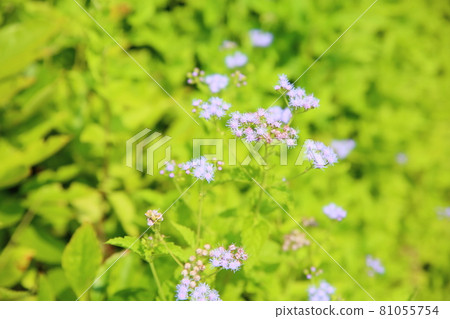 Agereatum Flower Agereatum Flower 81055754