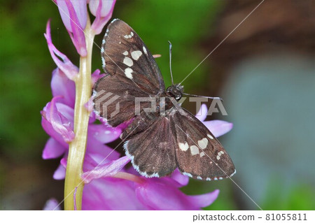 Daimio tethys 蝴蝶昆蟲 Daimio tethys 蝴蝶昆蟲 81055811