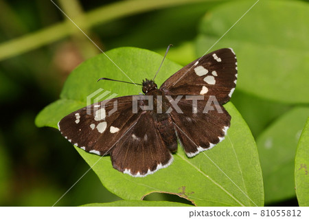 Daimio tethys 蝴蝶昆蟲 Daimio tethys 蝴蝶昆蟲 81055812