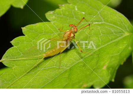 Shirotanigawa Mayfly Immediately after emergence Mayfly insect 81055813