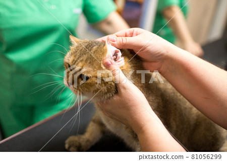 Cat and Pet grooming in beauty salon. 81056299