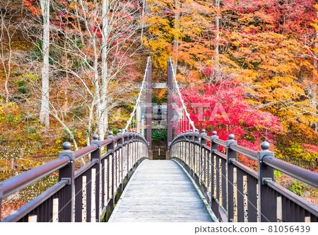Red suspension bridge and autumn leaves scenery-Autumn in the Shiobara Valley (Nasushiobara City, Tochigi Prefecture) 81056439