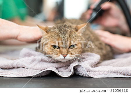 Cat and Pet grooming in beauty salon. 81056518