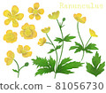 Buttercup 81056730
