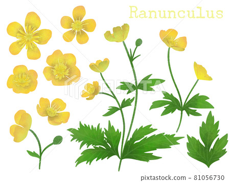 Buttercup 81056730