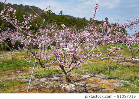 Fuefuki City, Yamanashi Prefecture Peach blossom 81057319