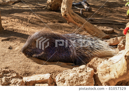 Hystrix indica, Indian crested porcupine in Tabernas desert, Andalusia, Spain Hystrix indica, Indian crested porcupine in Tabernas desert, Andalusia, Spain 81057329