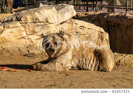 Brown bear, Ursus arctos in Tabernas desert, Andalusia, Spain 81057331