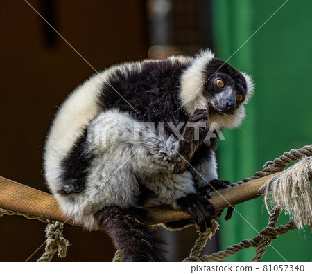 Black and white ruffed lemur in Jerez de la Frontera, Andalusia, Spain 81057340