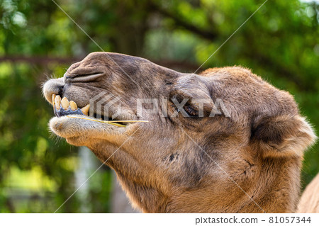 Dromedary, Camelus dromedarius in Jerez de la Frontera, Andalusia, Spain Dromedary, Camelus dromedarius in Jerez de la Frontera, Andalusia, Spain 81057344