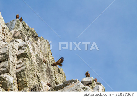 Griffon vultures, Gyps fulvus in Monfrague National Park. Extremadura, Spain 81057367