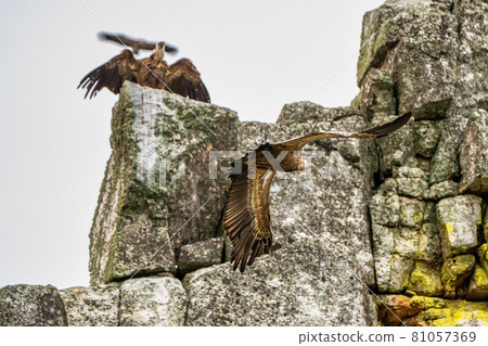 Griffon vultures, Gyps fulvus in Monfrague National Park. Extremadura, Spain Griffon vultures, Gyps fulvus in Monfrague National Park. Extremadura, Spain 81057369