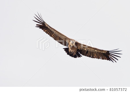 Griffon vulture, Gyps fulvus in Monfrague National Park. Extremadura, Spain Griffon vulture, Gyps fulvus in Monfrague National Park. Extremadura, Spain 81057372