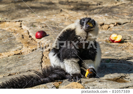 Black and white ruffed lemur in Jerez de la Frontera, Andalusia, Spain 81057389