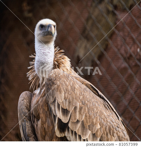 Griffon vulture, Gyps fulvus in Jerez de la Frontera, Andalusia, Spain Griffon vulture, Gyps fulvus in Jerez de la Frontera, Andalusia, Spain 81057399